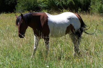 Reiten in den Anden, Chile und Argentinien: regalona